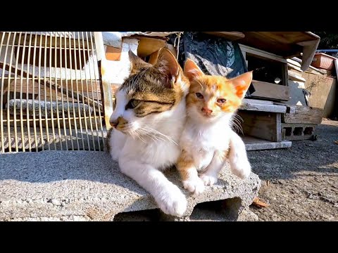 自転車の後ろに子猫がいたので近くに行くと近所の猫たちも集まってきた(YouTube)
