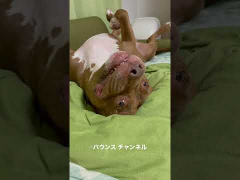 ソファーでダメになったピットブルw#shorts(YouTube)