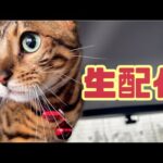 【生配信11/7】ベルの慢性腎不全定期検査後の生配信(YouTube)