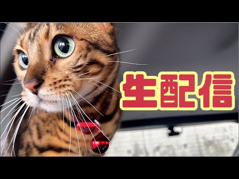 【生配信11/7】ベルの慢性腎不全定期検査後の生配信(YouTube)