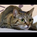 3匹の子供猫達がガン見しちゃうお姉ちゃん猫の突然な行動♥(YouTube)