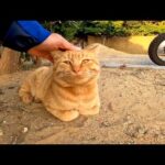漁港近くの神社にいた猫がゴロンゴロン転がってカワイイ(YouTube)
