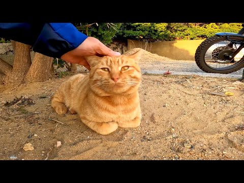 漁港近くの神社にいた猫がゴロンゴロン転がってカワイイ(YouTube)