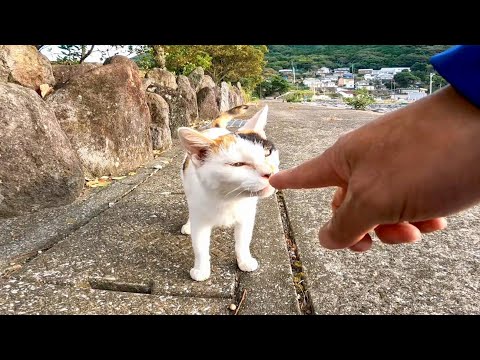 港で出会った三毛猫を撫でるとゴロンゴロン転がって喜んでカワイイ(YouTube)