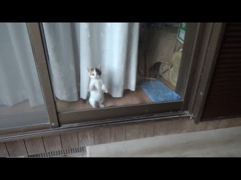 窓に向って物凄い外に出たいを訴える保護猫(YouTube)