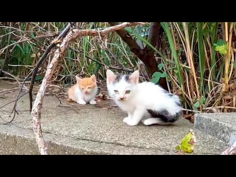 居住者の居なくなった団地が完全に猫の世界になっていた(YouTube)