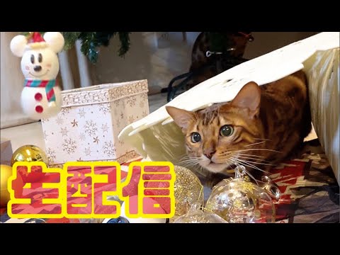 【ランチ生配信11/30】11月ラスト生配信📹忙しくなる年末前は猫でも見てほっこりしませんか？(YouTube)