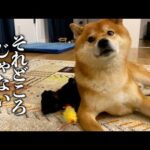 眠くて子猫の子守どころじゃない柴犬が可愛い。(YouTube)
