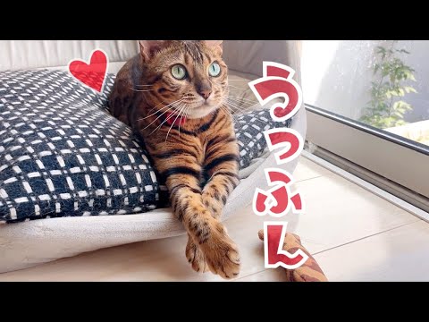 昼間っからお色気ムンムンのベル様(YouTube)
