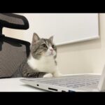 トイレから戻ってきたら代わりに会議に参加してた猫がこちらですw(YouTube)