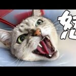 【予防接種】猫のガチギレがパワーアップしていました…(YouTube)
