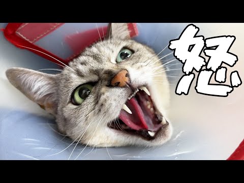 【予防接種】猫のガチギレがパワーアップしていました…(YouTube)