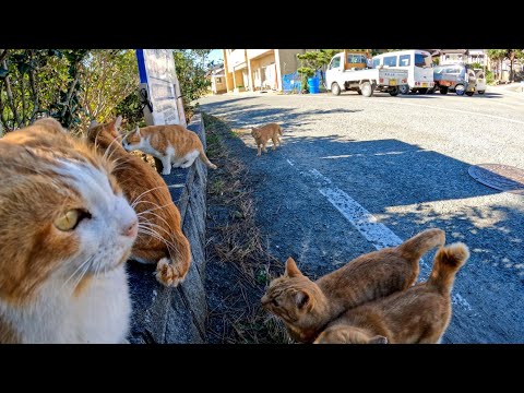 漁港の近くで道端に腰を下ろすと猫がワラワラと集まってきて取り囲まれた(YouTube)