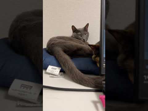 尻尾だけで何か訴えてくる猫… #shorts(YouTube)