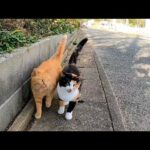 野良猫が向こうから歩いてきたのでナデナデしたら喜んでスリスリしてきた(YouTube)