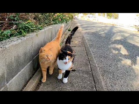 野良猫が向こうから歩いてきたのでナデナデしたら喜んでスリスリしてきた(YouTube)