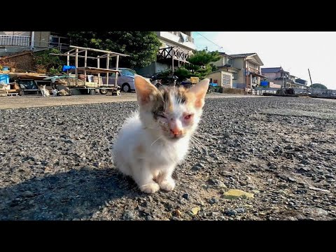 ヨチヨチ歩きの子猫が好奇心旺盛に歩き回ってカワイイ(YouTube)