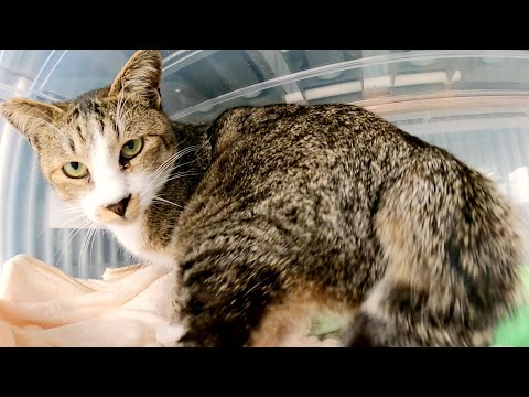 厳しい冬に向けて野良猫の防寒対策が施された猫島の猫ハウス(YouTube)