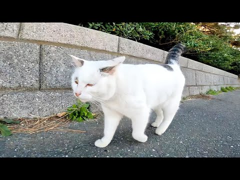 よく喋る野良猫の散歩に付いて行ってみた(YouTube)