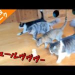 猫の大群がチュールを捜索！Cat & Monkey Tresure hunt(YouTube)