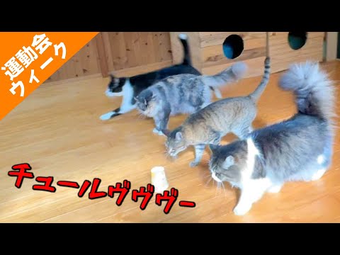 猫の大群がチュールを捜索！Cat & Monkey Tresure hunt(YouTube)