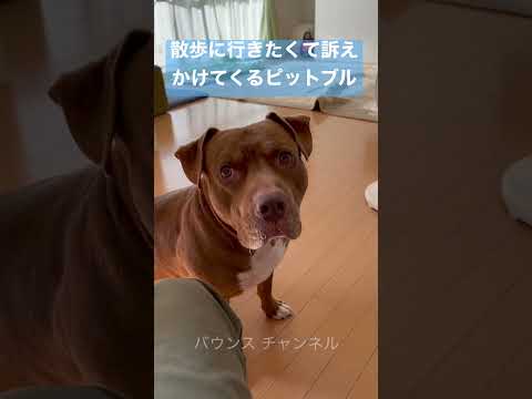 散歩に行きたすぎて、ピットブルがピーピー言ってますw#shorts(YouTube)