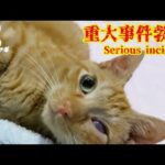 大事件勃発(YouTube)
