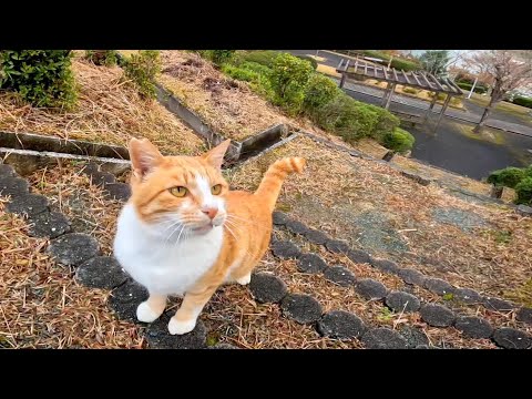 階段の下に野良猫がいたので降りていってナデナデすると猫は喜んで膝の上に乗ってきた(YouTube)
