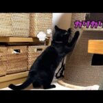 元野良ちゃん爪とぎタワーで上手に爪とぎ #shorts(YouTube)