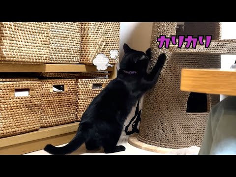 元野良ちゃん爪とぎタワーで上手に爪とぎ #shorts(YouTube)