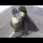 珍しいアヒル？カユーガダックをお迎えしました(YouTube)
