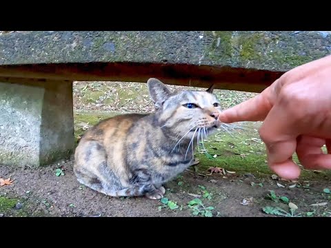 ベンチの下に潜んでいた野良猫がモフられに出てきた(YouTube)