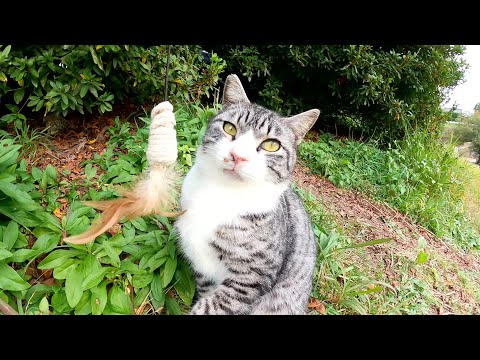 サバシロ猫とおもちゃで遊ぼうとしたら「僕は今疲れてるの！」と拒否された(YouTube)