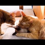 ええーーってなる猫(笑)♥(YouTube)