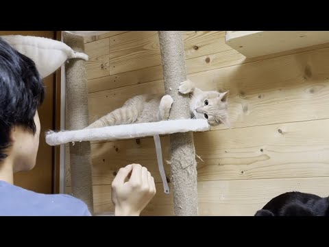 大好きな息子だから遊びに付き合ってあげる猫(YouTube)
