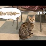 奥さんに話しかけられるまで大人しくしてるロゼ(YouTube)