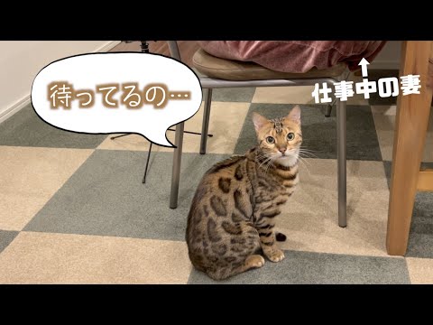 奥さんに話しかけられるまで大人しくしてるロゼ(YouTube)