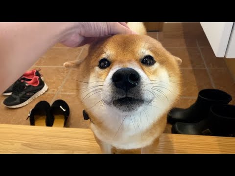 体調不良の飼い主が起きた時、柴犬の反応が優しすぎた。(YouTube)