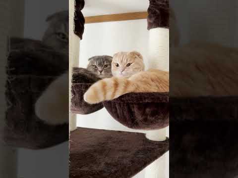 やっぱり色違いなのかもしれません… #Shorts(YouTube)