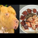 【閲覧注意ASMR】初めてのお肉を豪快に食べるピットブルの咀嚼音がクセになる(YouTube)