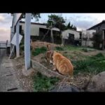 感動猫動画 のライブ配信(YouTube)