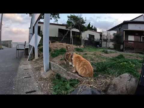 感動猫動画 のライブ配信(YouTube)