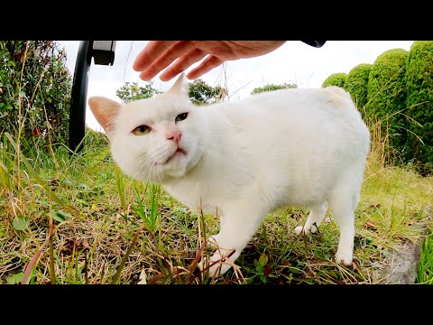 見るからに不機嫌そうな猫をモフると喉を鳴らして喜んでくれた(YouTube)