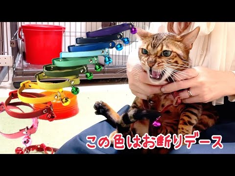首輪20色頂いたのでお着替えしたらブチ切れされました…(YouTube)