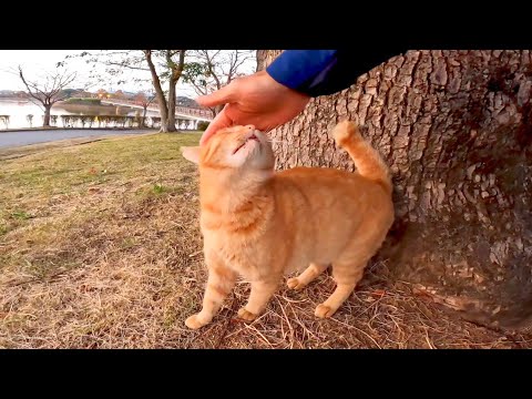 夕方の公園、芝生に茶トラ猫がいたのでナデナデすると隣に座ってスリスリしてきた(YouTube)