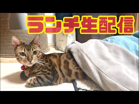 【ランチ生配信11/3】文化の日は猫でも見て過ごしませんか？生配信（パパさん不在）(YouTube)