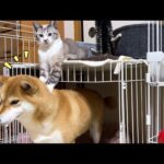 子供猫の好きにさせてあげる優しい柴犬♡(YouTube)