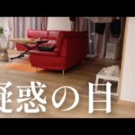 ストーキングに気づき暴れた後、疑惑の目をこちらに向けてくるシベリアンハスキー(YouTube)