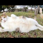 キジシロ猫とおもちゃで遊んでいたら、おデブな三毛猫も乱入してきた(YouTube)