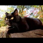 でっぷりとした黒猫がテーブルに腰掛けて美しい紅葉を眺める(YouTube)